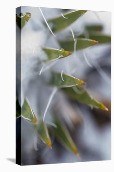 Utah, Las Sal Wilderness Area. Late Spring Snow on Yucca in the La Sal Mountains Wilderness Area-Judith Zimmerman-Premier Image Canvas