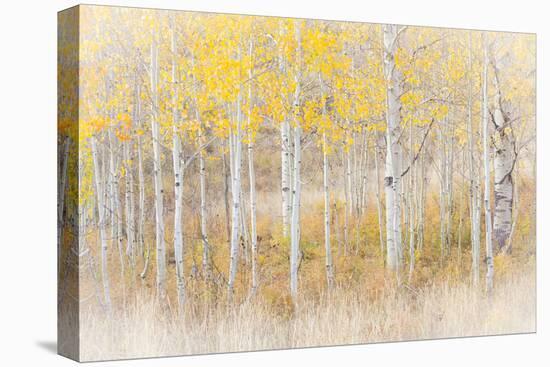 Utah, Manti-La Sal National Forest. Aspen Forest Scenic-Jaynes Gallery-Premier Image Canvas