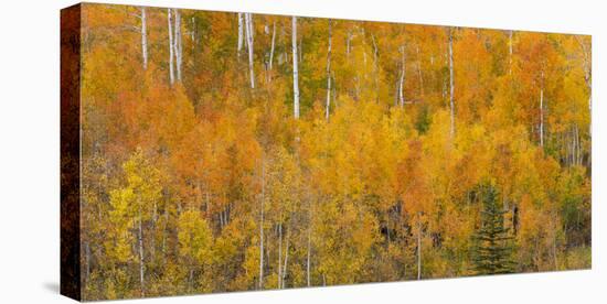 Utah, Manti-La Sal National Forest. Autumn Forest Landscape-Jaynes Gallery-Premier Image Canvas