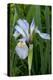 Utah, Manti-La-Sal National Forest. Wild Iris with Bud in Early Spring-Judith Zimmerman-Premier Image Canvas