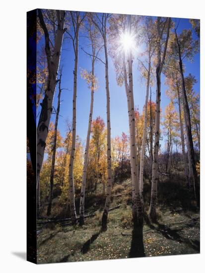 Utah, Manti La Sal Nf. Autumn Colors of Aspen Trees-Christopher Talbot Frank-Premier Image Canvas