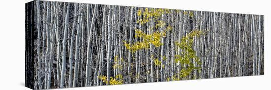 Utah, Mostly Bare Aspen Trees on Boulder Mountain-Judith Zimmerman-Premier Image Canvas
