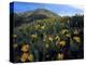 Utah. Mule's Ears in Bloom in Foothills of Oquirrh Mountains-Scott T. Smith-Premier Image Canvas