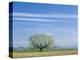 Utah. USA. Willow Tree and Cirrus Clouds in Spring. Cache Valley-Scott T. Smith-Premier Image Canvas