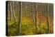 Utah, Wasatch Cache National Forest. Aspen Trees and Bracken Fern-Jaynes Gallery-Premier Image Canvas