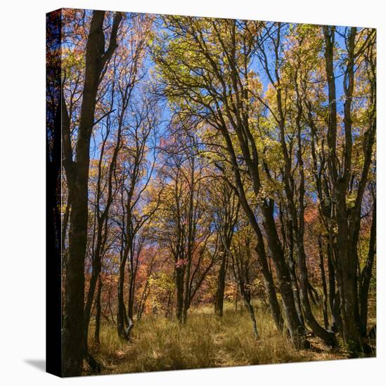 Utah, Wasatch Cache National Forest. Fall Maple Trees-Jaynes Gallery-Premier Image Canvas