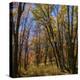 Utah, Wasatch Cache National Forest. Fall Maple Trees-Jaynes Gallery-Premier Image Canvas