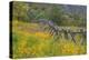 Utah, Wasatch Mountains. Fence and Meadow Landscape-Jaynes Gallery-Premier Image Canvas
