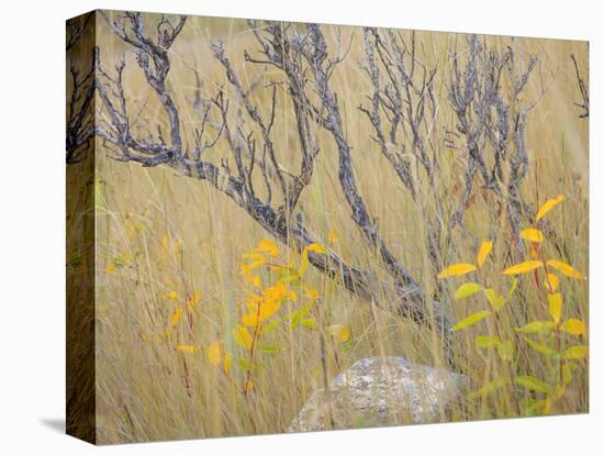Utah, Wasatch Mountains. Sagebrush and Common Dogbane in Fall Meadow-Jaynes Gallery-Premier Image Canvas