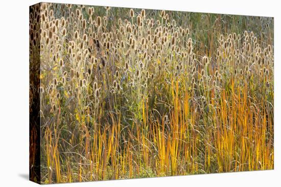 Utah, Wasatch Mountains. Teasel Weeds and Cattails-Jaynes Gallery-Premier Image Canvas