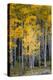 Utah. Yellow Aspen, Flaming Gorge National Recreation Area-Judith Zimmerman-Premier Image Canvas