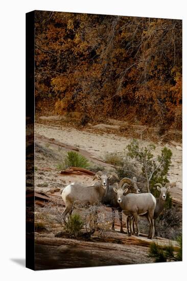 Utah, Zion National Park, Big Horn Sheep Gathered on Rocky Ledge with Autumn Foliage in Background-Judith Zimmerman-Premier Image Canvas