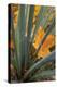 Utah, Zion National Park. Detail of Yucca and Yellow Maple Leaves-Judith Zimmerman-Premier Image Canvas