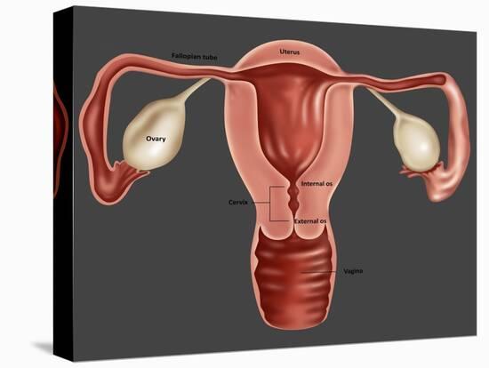 Uterus-Gwen Shockey-Premier Image Canvas