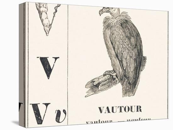 V for Vulture, 1850 (Engraving)-Louis Simon (1810-1870) Lassalle-Premier Image Canvas