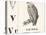 V for Vulture, 1850 (Engraving)-Louis Simon (1810-1870) Lassalle-Premier Image Canvas