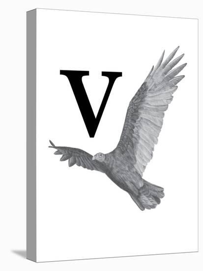 V is for Vulture-Stacy Hsu-Stretched Canvas