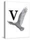 V is for Vulture-Stacy Hsu-Stretched Canvas