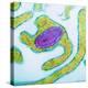 Vaccinia Virus Particle, TEM-Science Photo Library-Premier Image Canvas