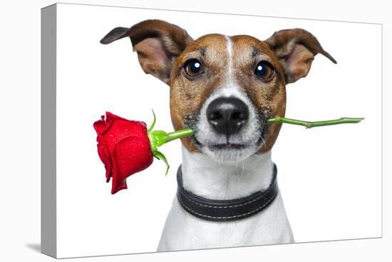 Valentine Dog-Javier Brosch-Premier Image Canvas