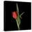 Valentine Where Are You? - Red Tulip-Magda Indigo-Stretched Canvas