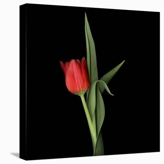 Valentine Where Are You? - Red Tulip-Magda Indigo-Stretched Canvas