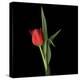 Valentine Where Are You? - Red Tulip-Magda Indigo-Stretched Canvas