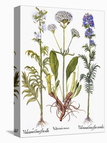 Valerian Flowers, 1613-Besler Basilius-Premier Image Canvas