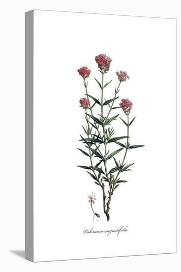 Valeriana angustifolia, Flora Graeca-Ferdinand Bauer-Premier Image Canvas