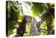 Vallee De Mai, Praslin, Seychelles, Africa, Rain Forest, UNESCO World Heritage Site, Coco De Mer-Harry Marx-Premier Image Canvas