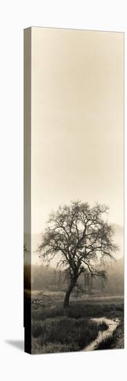 Valley Oak Tree-Alan Blaustein-Stretched Canvas