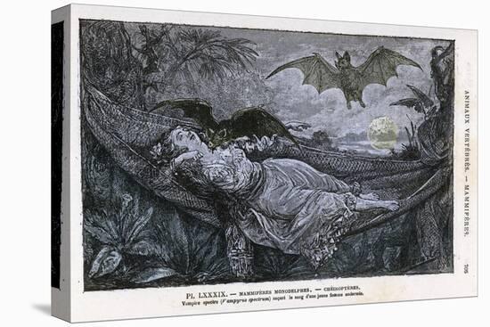 Vampire Bat Bites the Neck of a Sleeping Girl in as Hammock-null-Premier Image Canvas