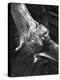 Vampire Bat Cleaning Itself-J^ R^ Eyerman-Premier Image Canvas