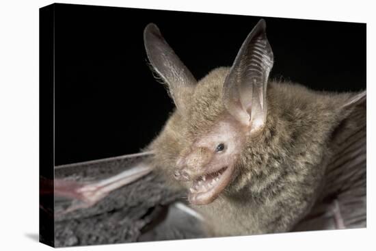 Van Gelder's Bat (Bauerus Dubiaquercus) Portrait-Claudio Contreras-Premier Image Canvas