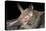 Van Gelder's Bat (Bauerus Dubiaquercus) Portrait-Claudio Contreras-Premier Image Canvas