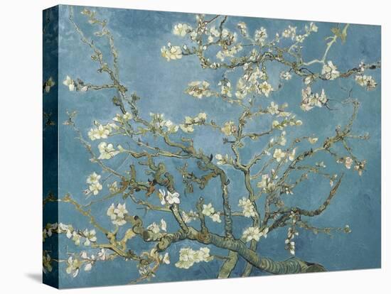 Van Gogh's Almond Blossom-Vincent Van Gogh-Stretched Canvas