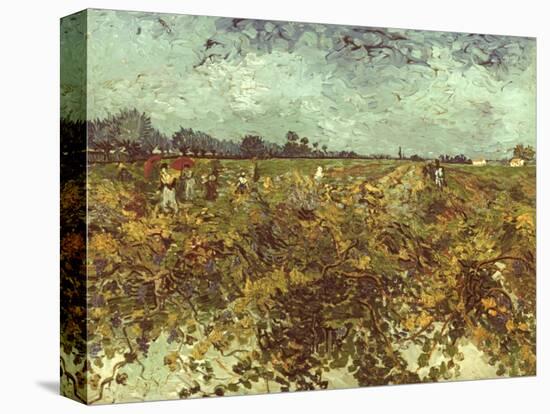 Van Gogh: Vineyard, 1888-Vincent van Gogh-Premier Image Canvas