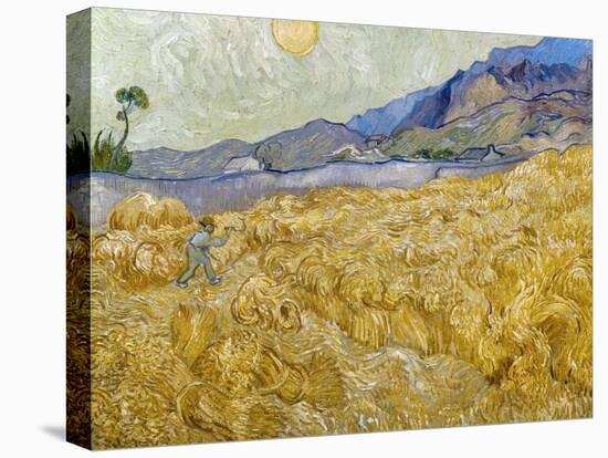 Van Gogh: Wheatfield, 1889-Vincent van Gogh-Premier Image Canvas