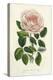 Van Houtte Pink Rose-Louis Van Houtte-Stretched Canvas