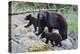 Vancouver Island Black Bear (Ursus Americanus Vancouveri) Mother With Cubs On A Beach-Bertie Gregory-Premier Image Canvas