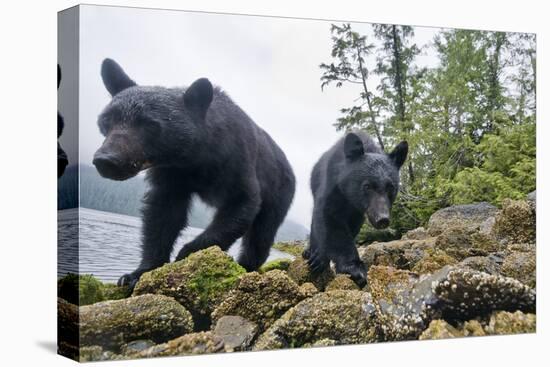 Vancouver Island Black Bears (Ursus Americanus Vancouveri) Taken With Remote Camera-Bertie Gregory-Premier Image Canvas