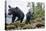 Vancouver Island Black Bears (Ursus Americanus Vancouveri) Taken With Remote Camera-Bertie Gregory-Premier Image Canvas