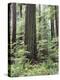 Vancouver Island, Old Growth Douglas Fir in Cathedral Grove-Christopher Talbot Frank-Premier Image Canvas