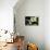 Vanda Orchids I-Alan Hausenflock-Premier Image Canvas displayed on a wall