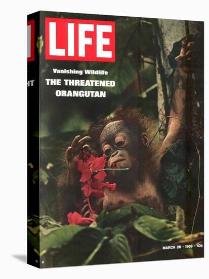 Vanishing Wildlife: The Threatened Orangutan, March 28, 1969-Co Rentmeester-Premier Image Canvas