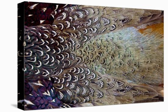 Variations on Feather Colors of the Ring-Necked Pheasant-Darrell Gulin-Premier Image Canvas