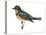 Varied Thrush (Ixoreus Naevius), Birds-Encyclopaedia Britannica-Stretched Canvas