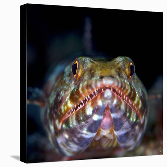 Variegated lizardfish, Bismarck Sea, Vitu Islands, West New Britain, Papua New Guinea-Bert Willaert-Premier Image Canvas