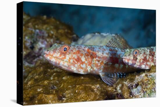 Variegated Lizardfish (Synodus Variegatus)-Reinhard Dirscherl-Premier Image Canvas