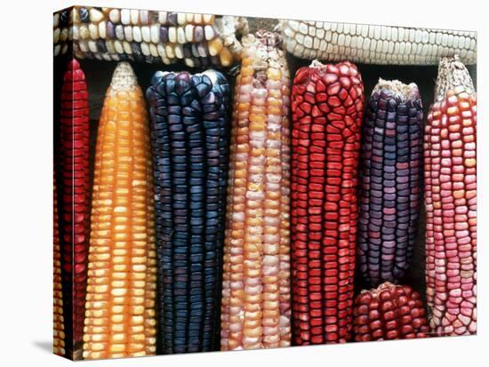 Varieties of Corn that Lacandons Grow in Their Milpas, Selva Lacandona, Naha, Chiapas, Mexico-Russell Gordon-Premier Image Canvas